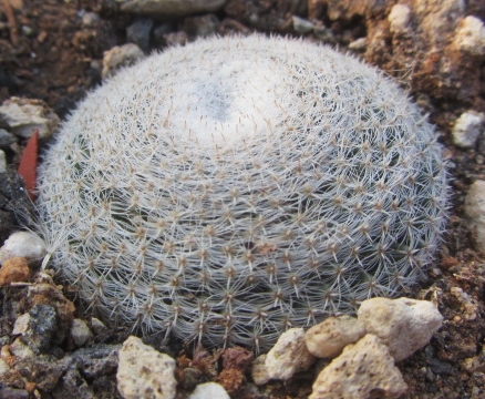 Mammillaria <br>microthele