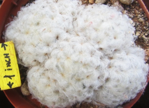 Mammillaria <br>plumusa