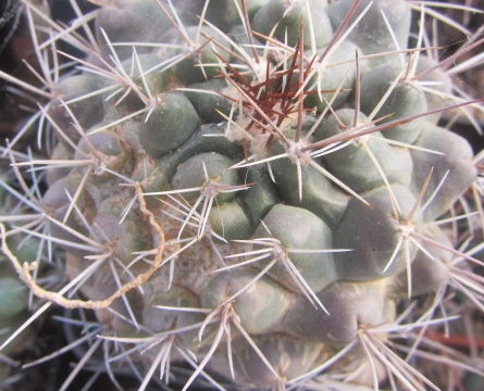 Thelocactus tulensis