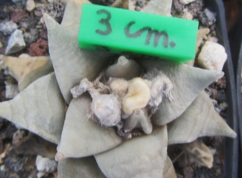 Ariocarpus <br>retusus furfuraces