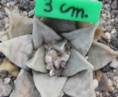 Ariocarpus retusus furfuraces