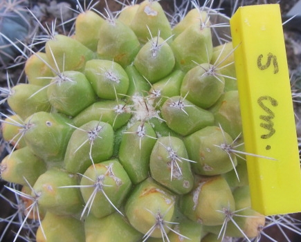 Thelocactus matudae