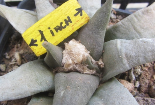 Ariocarpus retusus furfuraces