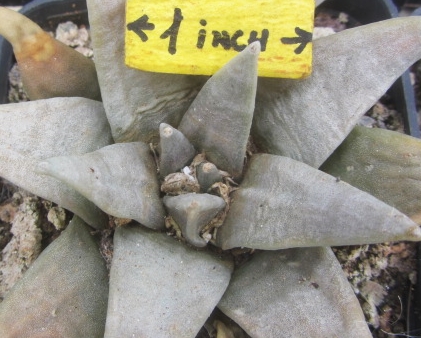 Ariocarpus <br>retusus furfuraceus