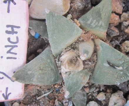 Ariocarpus <br>cv hint x furf f2