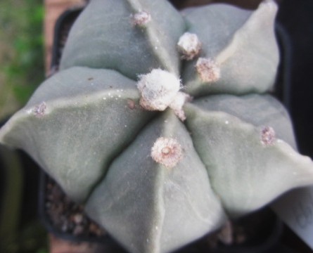 Astrophytum myriostigma nudum