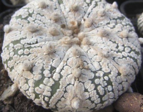 Astrophytum asterias kabuto