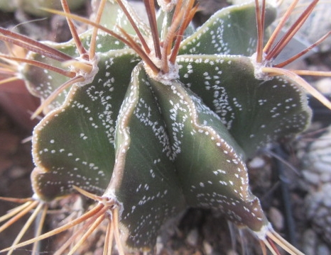 Astrophytum ornatum form