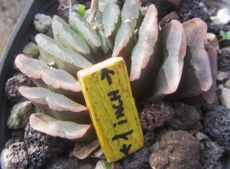 Haworthia hybrid truncata