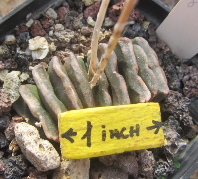 Haworthia hybrid truncata