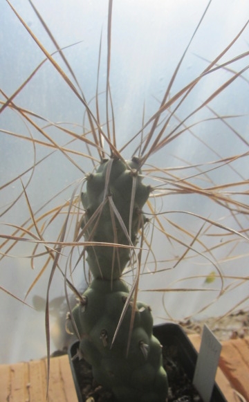 Tephrocactus <br>aoracanthus paediophilus