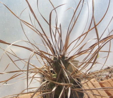 Tephrocactus <br>aoracanthus paediophilus