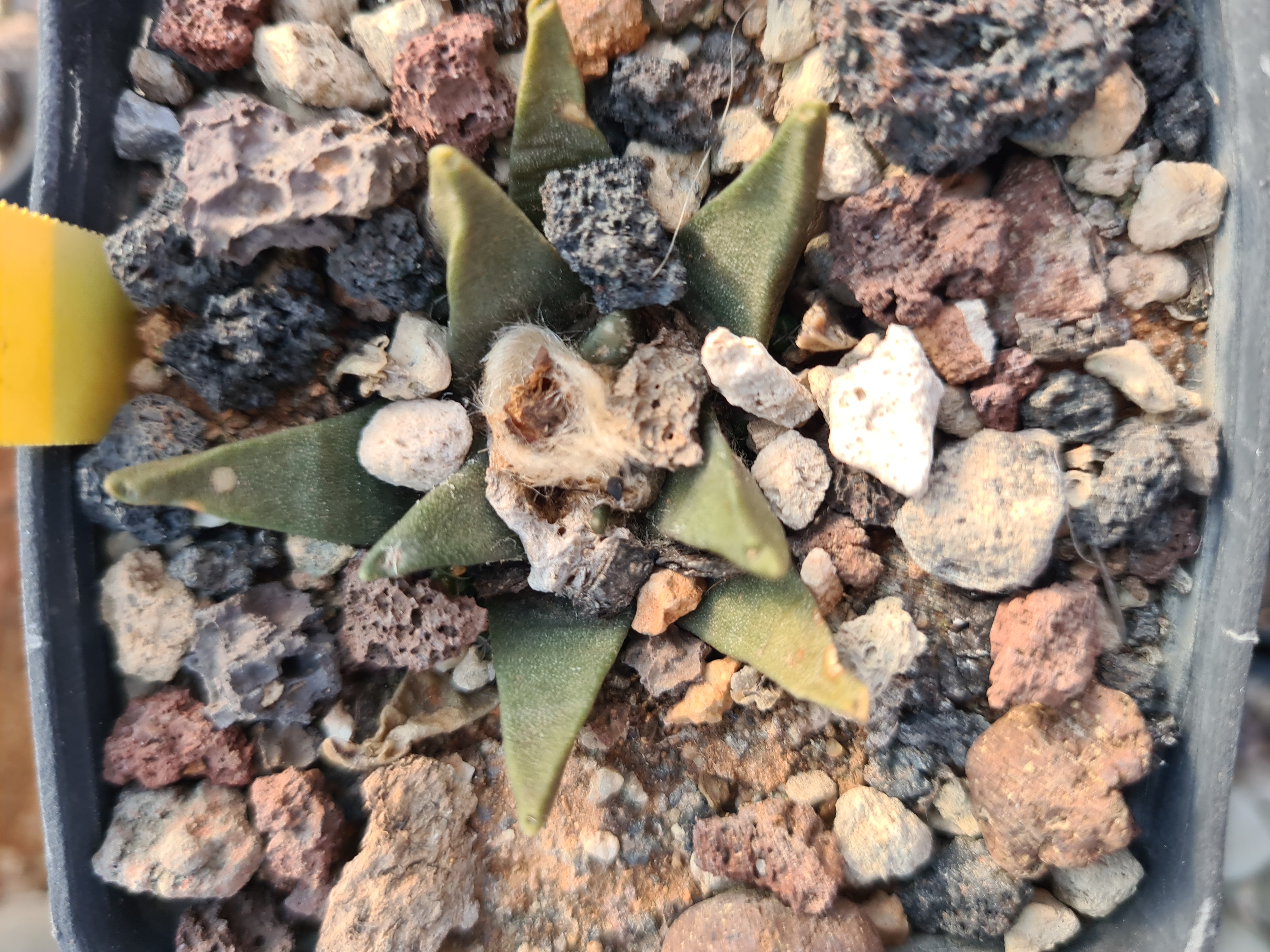 Ariocarpus <br>hybrid agavoides f3 