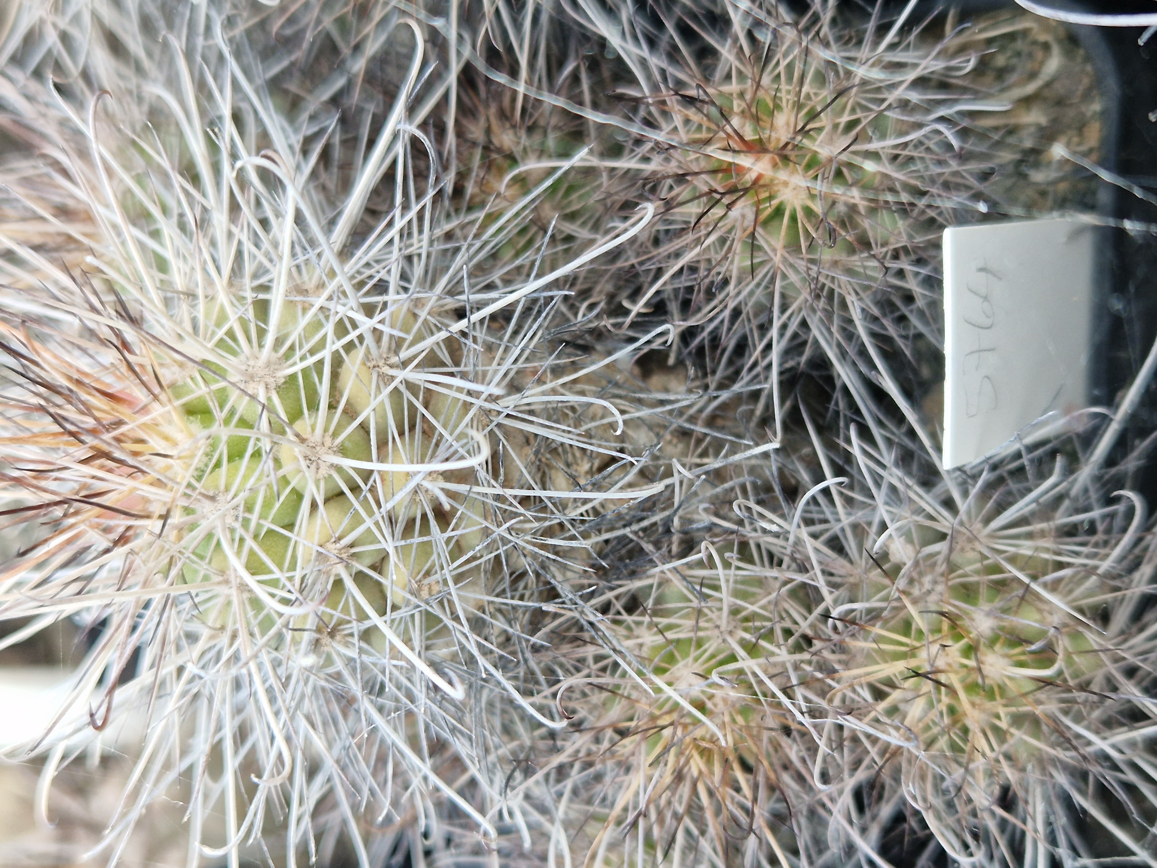 Mammillaria <br>pondi
