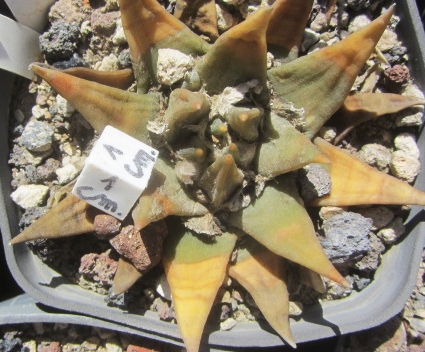 Ariocarpus trigonus elongatus