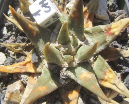 Ariocarpus <br>trigonus elongatus