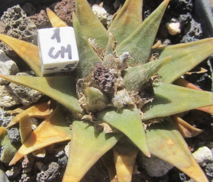 Ariocarpus trigonus elongatus