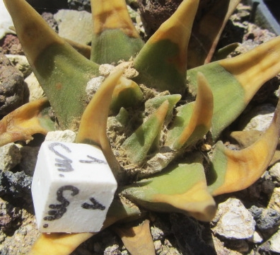 Ariocarpus <br>trigonus elongatus