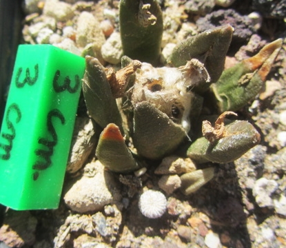 Ariocarpus cv hybrid f3 agavoides