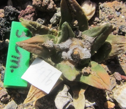 Ariocarpus cv hybrid f3 agavoides