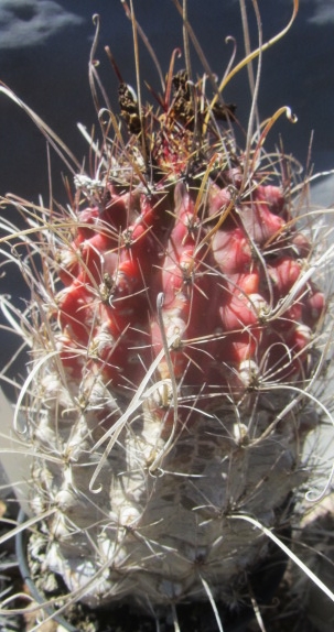 Ferocactus sinuatus v papyracanthus