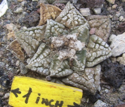 Ariocarpus fissuratus fma