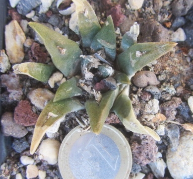 Ariocarpus <br>cv hybrid f3 agavoides