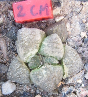 Ariocarpus <br>fissuratus lloydii