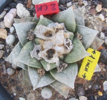 Ariocarpus <br>hybrid lloydi x furfur