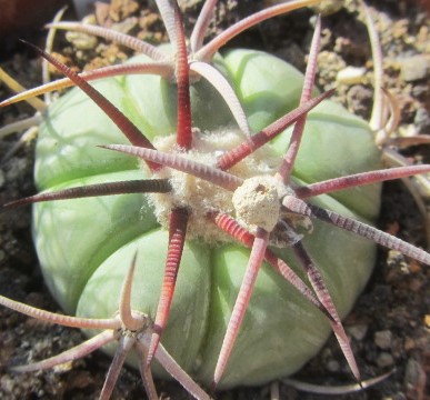 Echinocactus <br>horizonthalonius