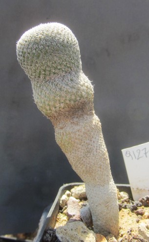 Epithelantha <br>pachyrhiza