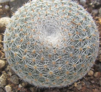 Mammillaria <br>microthele