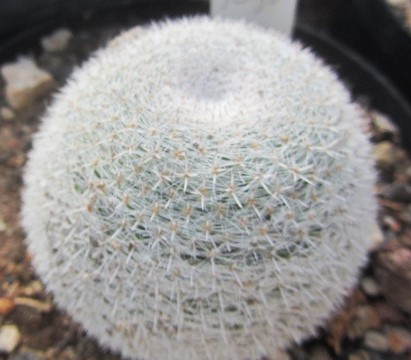 Mammillaria <br>microthele