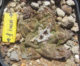 Ariocarpus <br>fissuratus