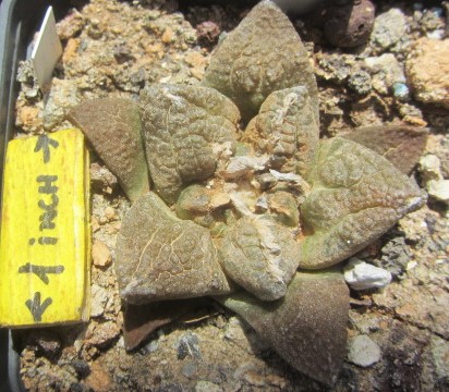 Ariocarpus <br>fissuratus fma