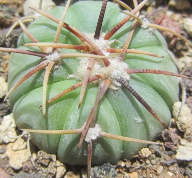 Echinocactus <br>horizonthalonius