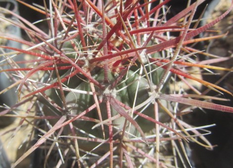 Ferocactus sp