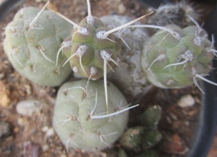 Tephrocactus <br>bolivianus dactiliferus