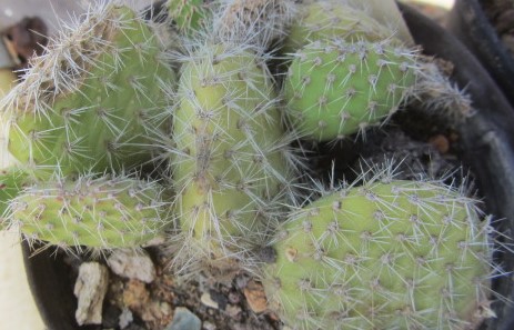 Opuntia corrugata