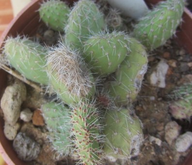 Opuntia corrugata