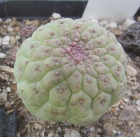 trichocaulon cactiformis