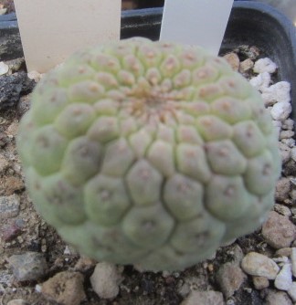 trichocaulon cactiformis