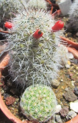 Mammillaria hutchisoniana