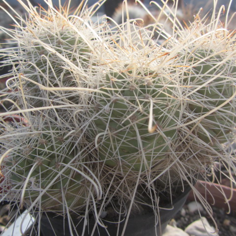 Mammillaria <br>setispina