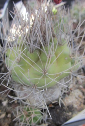 Matucana <br>caespitosa