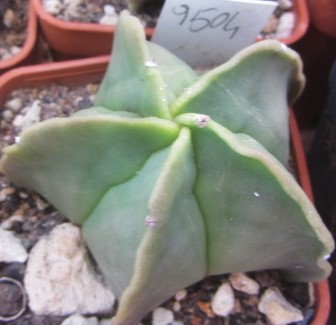 Astrophytum myriostigma nudum