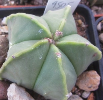 Astrophytum myriostigma nudum