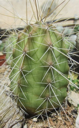 Echinocereus leonensis