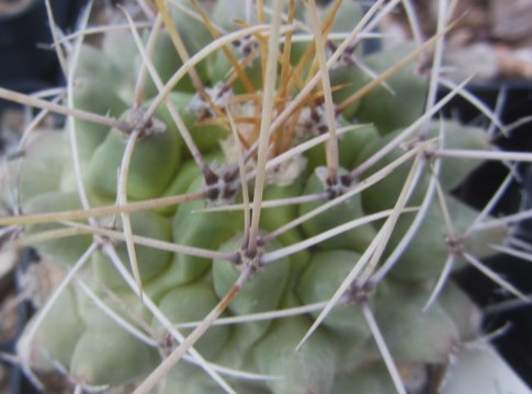 Thelocactus rinconensis