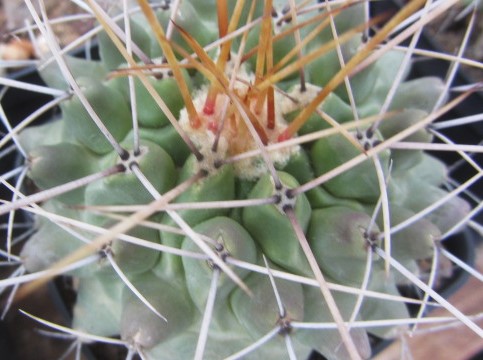 Thelocactus rinconensis